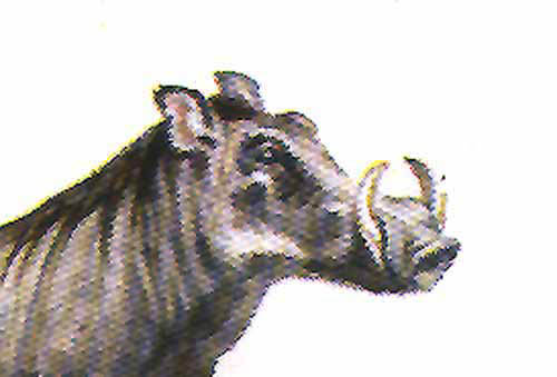 r) warthog illus