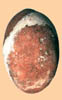 r) hk86b egg ArViv
