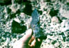 b) hk93 #1 flying bird