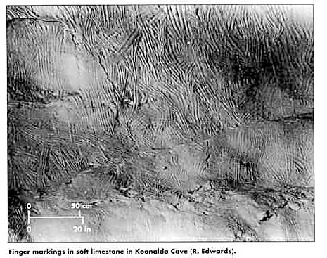 b) koonalda29jfp37