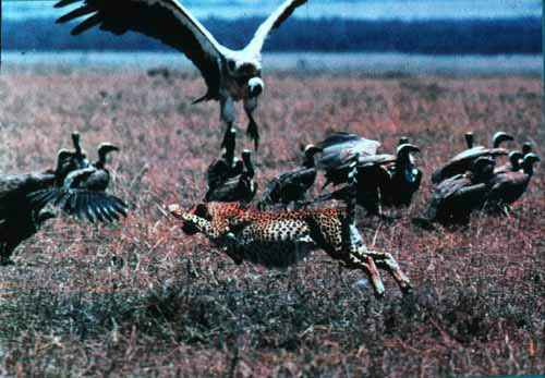 j) scavengers