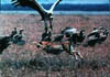 j) scavengers