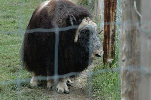 d) muskoxface