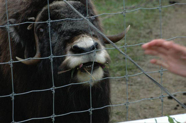 e) muskoxclose