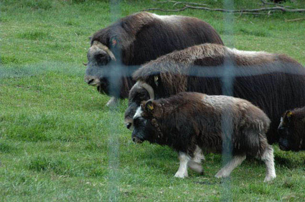 g) muskoxfamily