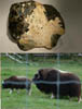 f) muskoxcomp
