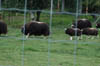 h) herdofmuskox
